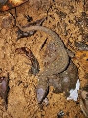 Lepidophyma flavimaculatum