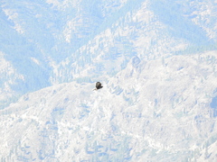 Buteo buteo insularum