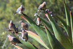 Streptopelia senegalensis senegalensis