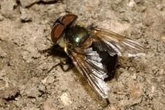 Phasia hemiptera