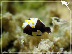 Colpodaspis thompsoni