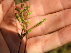 Micromyrtus littoralis