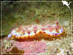 Hexabranchus sanguineus