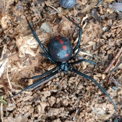 Latrodectus