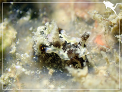 Goniodoris joubini