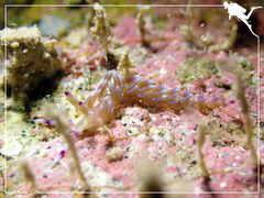 Pteraeolidia semperi