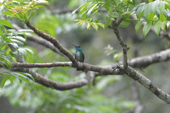 Chrysuronia versicolor