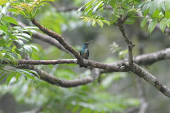 Chrysuronia versicolor