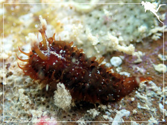 Madrella ferruginosa