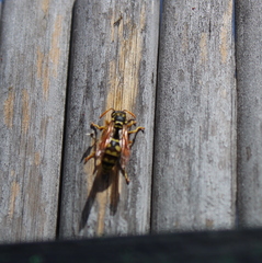 Polistes dominula