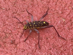 Cotyclytus curvatus