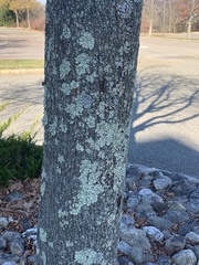 Flavoparmelia caperata