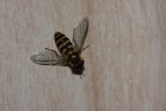 Syrphus