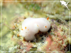 Verconia simplex