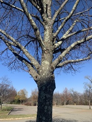 Flavoparmelia caperata