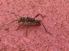 Cotyclytus curvatus