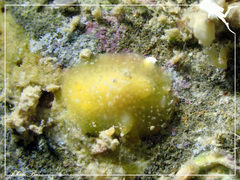 Doriopsis granulosa