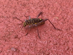 Cotyclytus curvatus