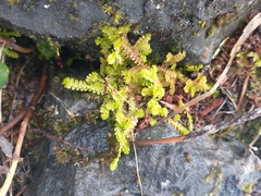 Selaginella douglasii
