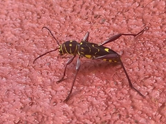 Cotyclytus curvatus