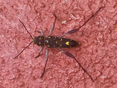 Cotyclytus curvatus