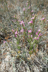Schenkia spicata