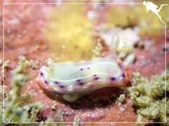 Goniobranchus decorus