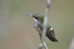 Lophornis chalybeus