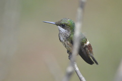 Lophornis chalybeus