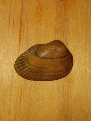 Noetia