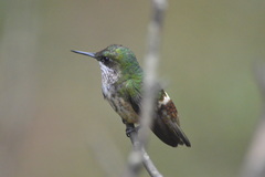 Lophornis chalybeus