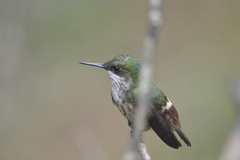 Lophornis chalybeus