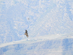 Buteo buteo insularum