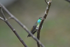Chrysuronia versicolor