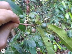 Lacmellea