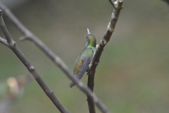 Chrysuronia versicolor