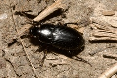 Harpalinae