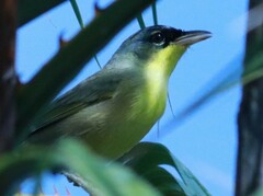 Geothlypis poliocephala