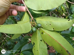 Lacmellea