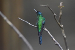 Thalurania glaucopis