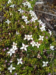 Arcytophyllum muticum
