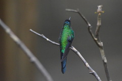 Thalurania glaucopis