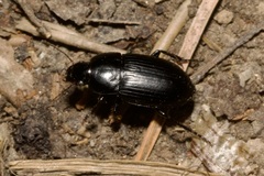 Harpalinae