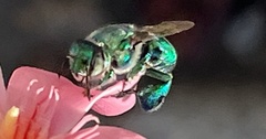 Euglossa viridissima