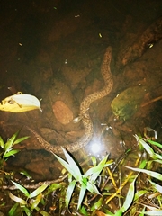 Synbranchus marmoratus