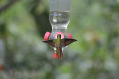 Heliodoxa rubricauda