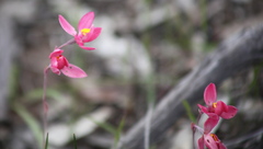Thelymitra × macmillanii