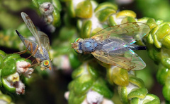 Acanthiophilus helianthi