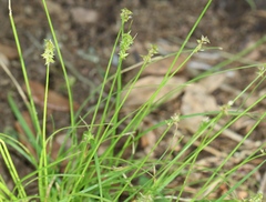 Carex retroflexa