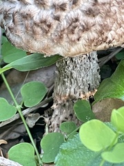 Strobilomyces strobilaceus image